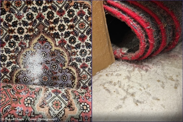 two vintage Persian rugs with moth larvae infestation representing delays don't pay